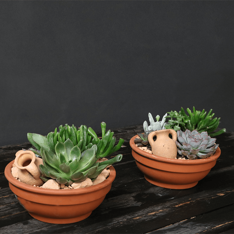 2 Succulent Gardens Two pre planted succulent gardens