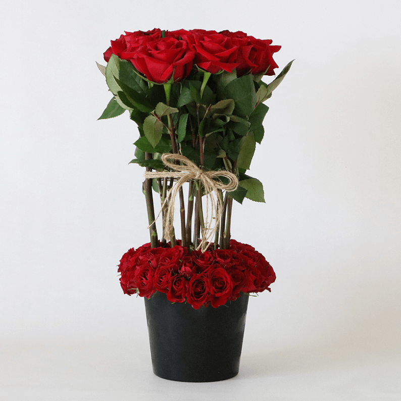 red roses and red spray roses in a black pot red roses surrounded by spray red roses in a black ceramic pot with a rope tie