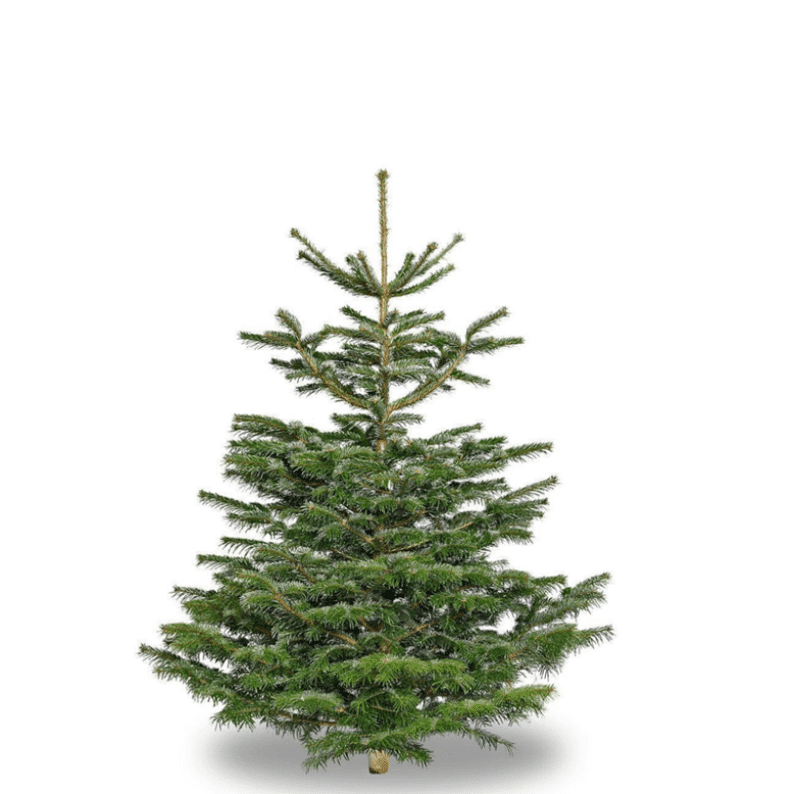 Christmas Small Tree Small Nordic spruce christmas tree