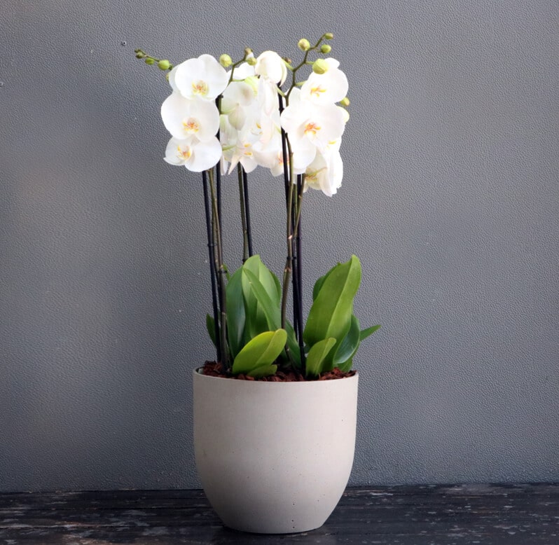 Three White Phalaenopsis Orchid plants potted in a grey pot Three White Phalaenopsis Orchid plants potted in a grey pot
