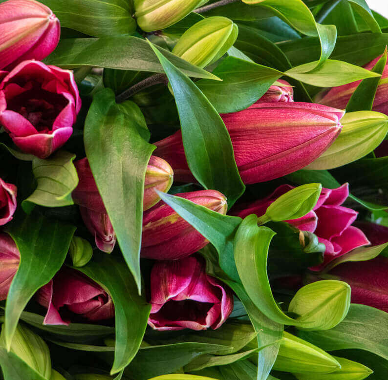 White and Pink lily 1 Lily close up