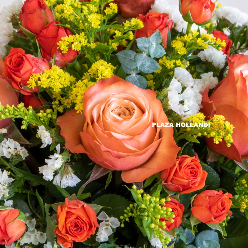 Latifa Close up of Plaza Hollandi Orange and yellow flowers