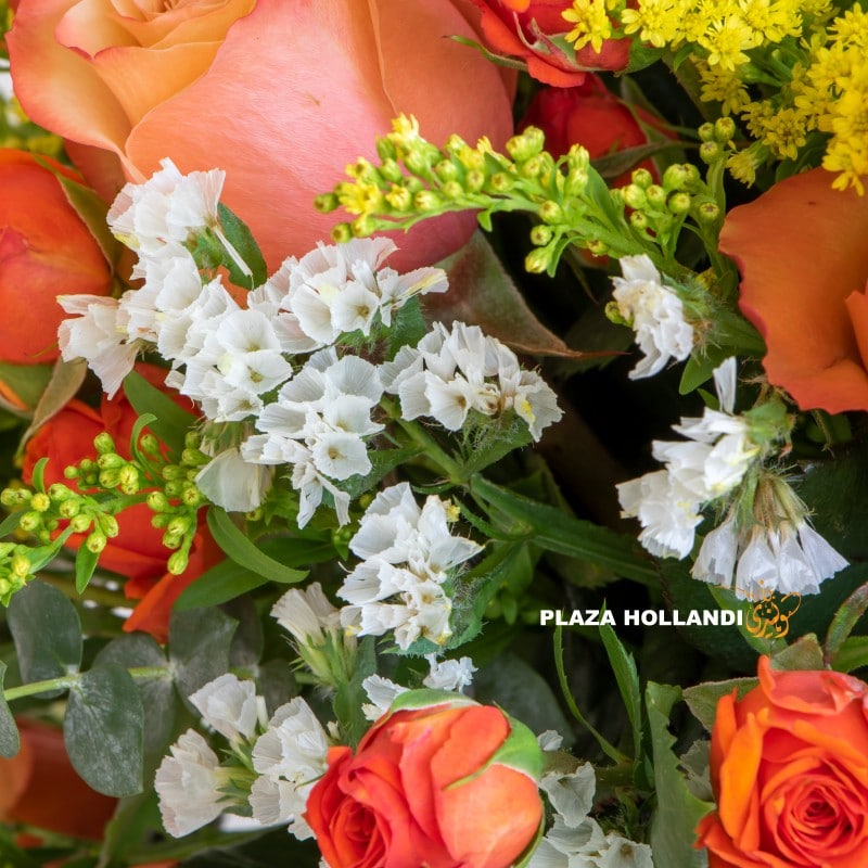 Latifa Close up of Plaza Hollandi Orange and yellow flowers