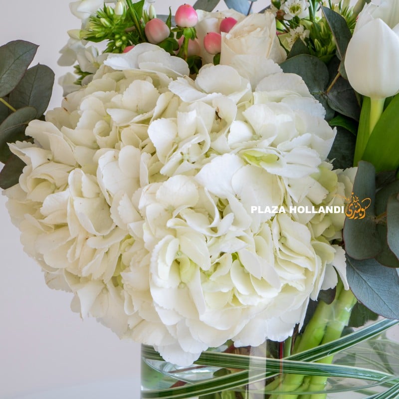 Rana close up of hydrangea plaza hollandi