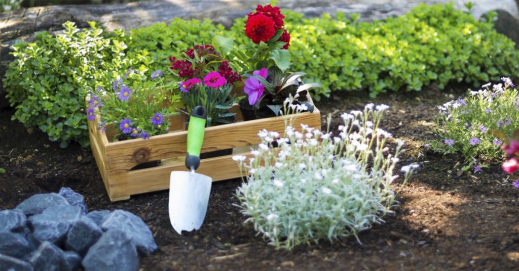 Gardening Outdoor plants