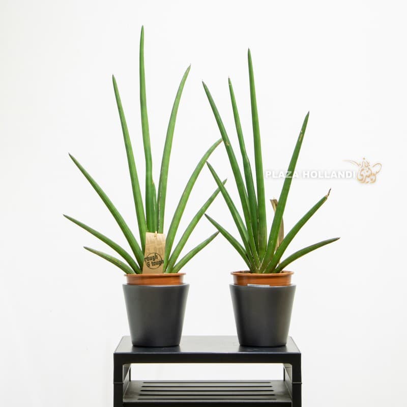 Sansevieria Sansevieria fingers plant