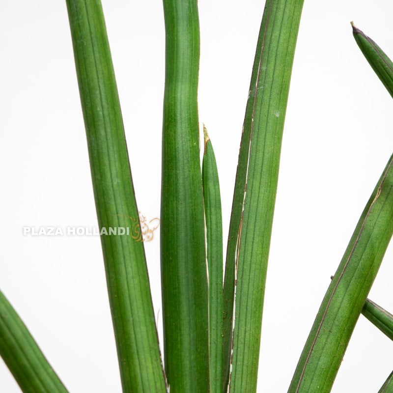 3.2 close up of Sansevieria