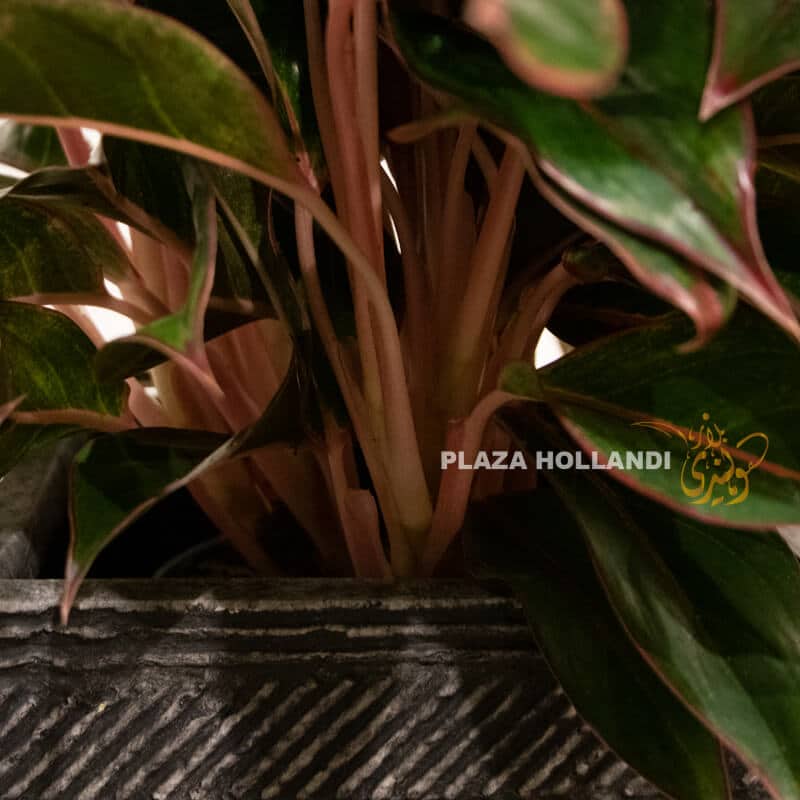 Aglaonema close up 2 Aglaonema plant close up