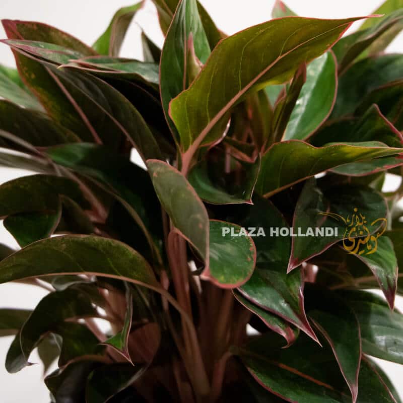 Aglaonema close up Aglaonema close up