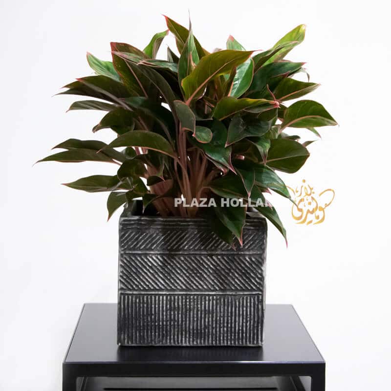 Aglaonema Aglaonema plant in a pot