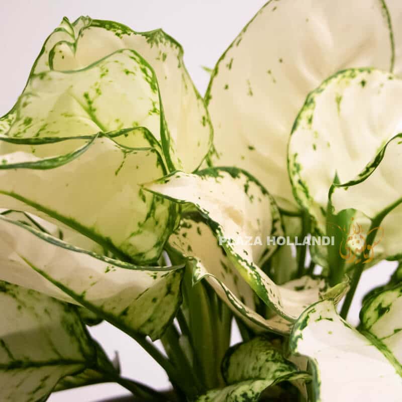 Aglaonema Aglaonema plant close up