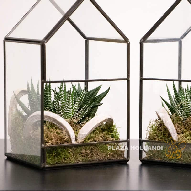 close up of terrariums large 2 close up of terrarium plants