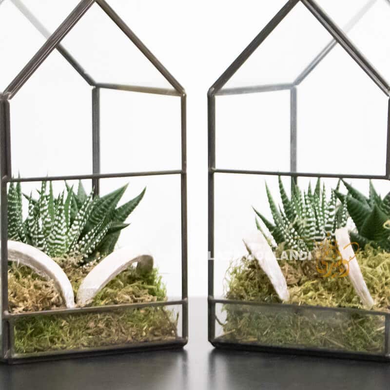 close up of terrariums large close up of terrarium plants