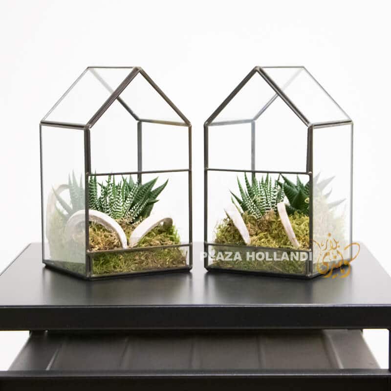 terrariums large Large Terrariums