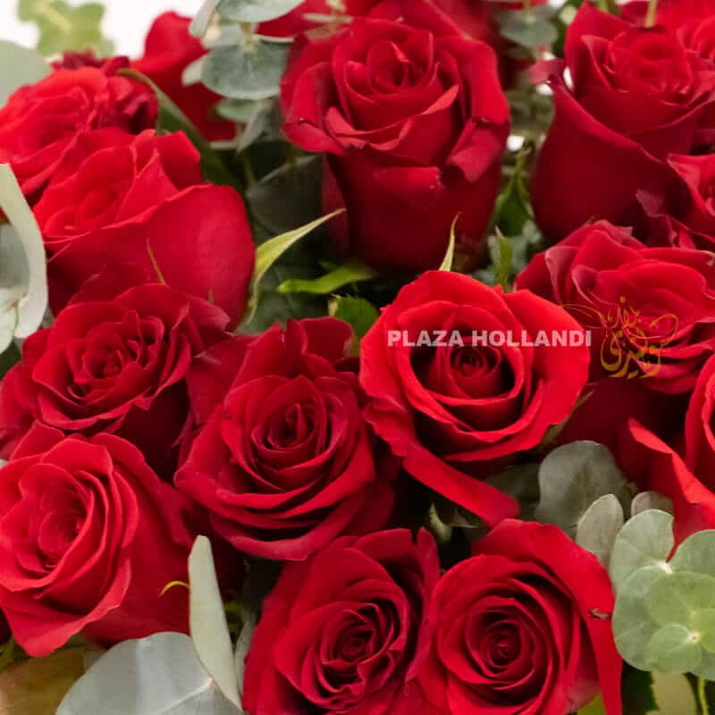 GV6 50 red roses with eucalyptus in a vase