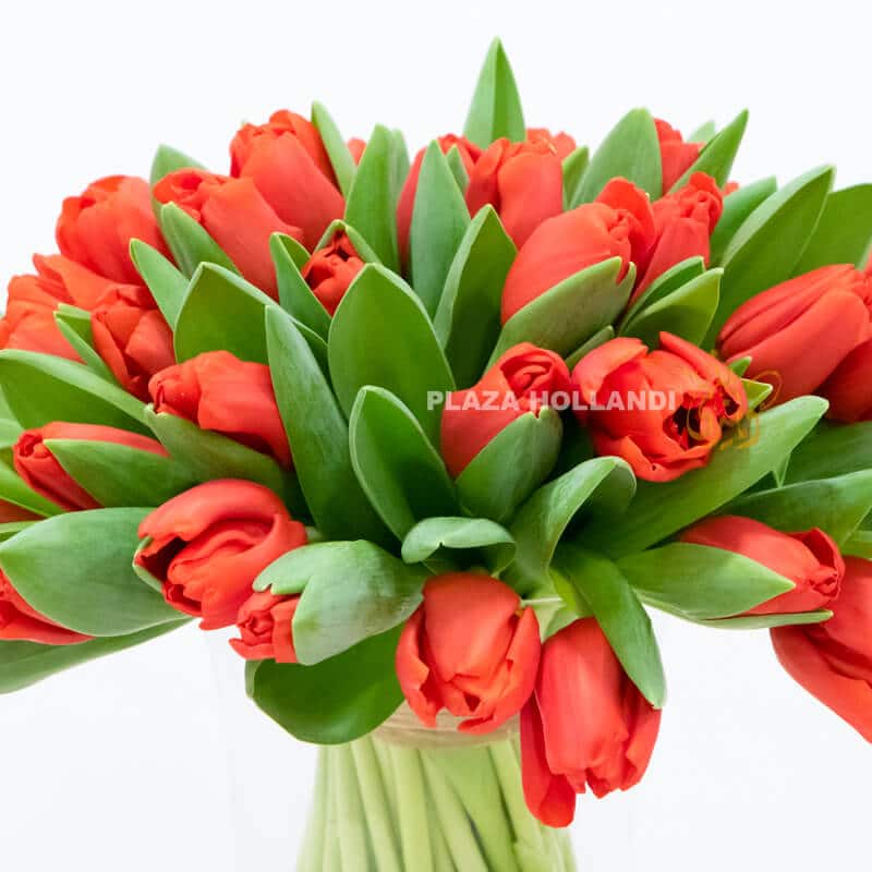 Red Tulip 1 Close up of red tulips