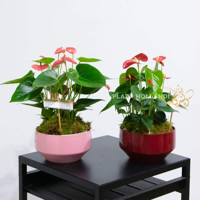 VA11 Two anthurium plants