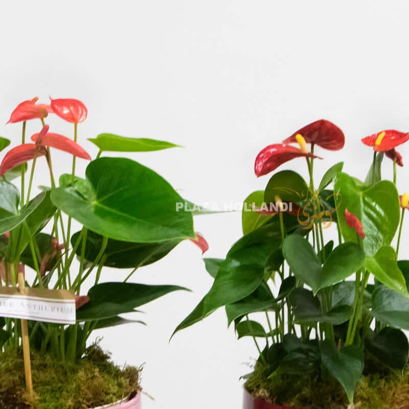 VA17 Anthurium close up