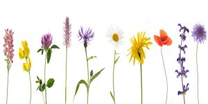 Language of flowers with flowers lined up