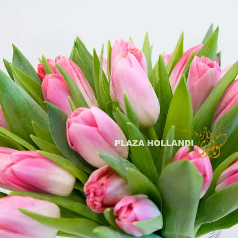 02 Pink Tulips