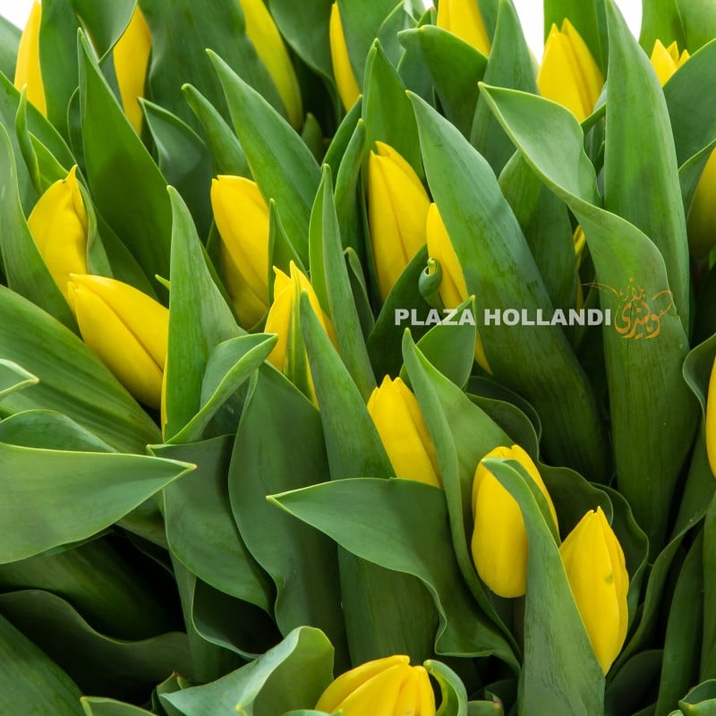 2.1 close up of yellow tulips