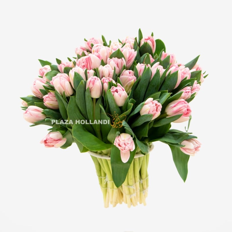 3 Pink Tulips