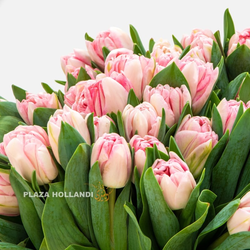 3.1 pink tulips