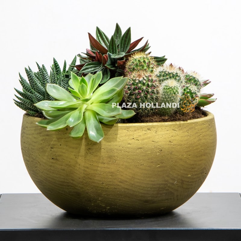 13 LOGO succulent garden