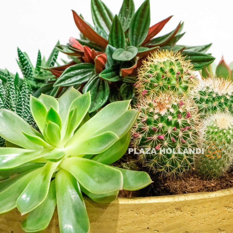 2.1 close up of succulents