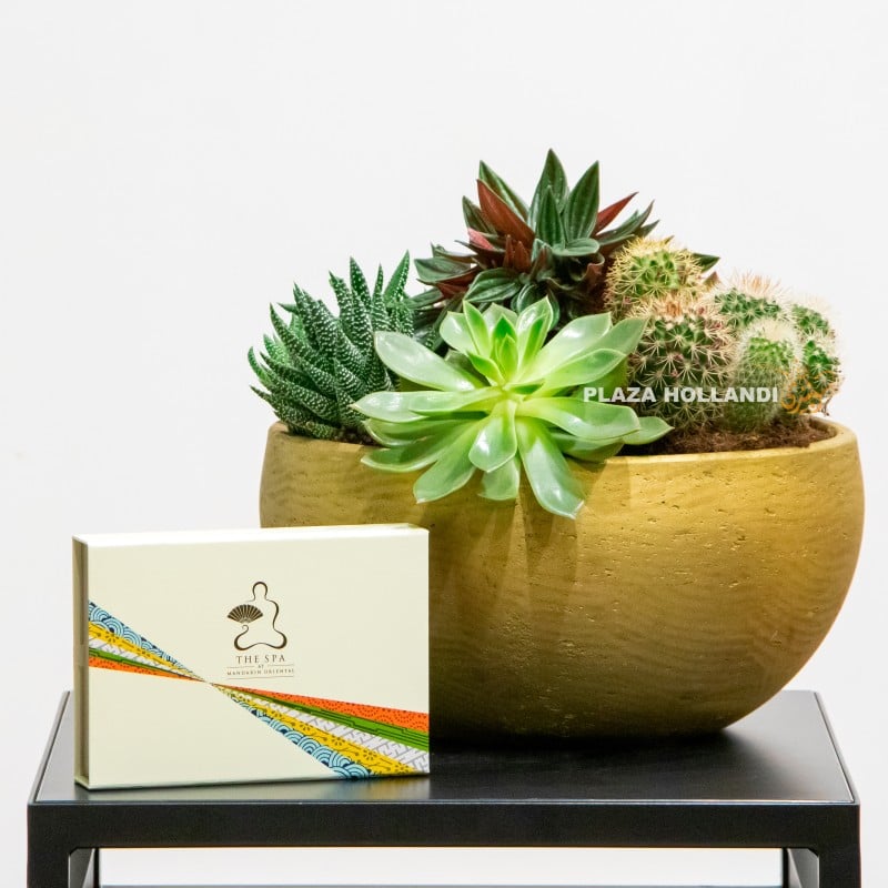 2 Succulents with mandarin oriental voucher