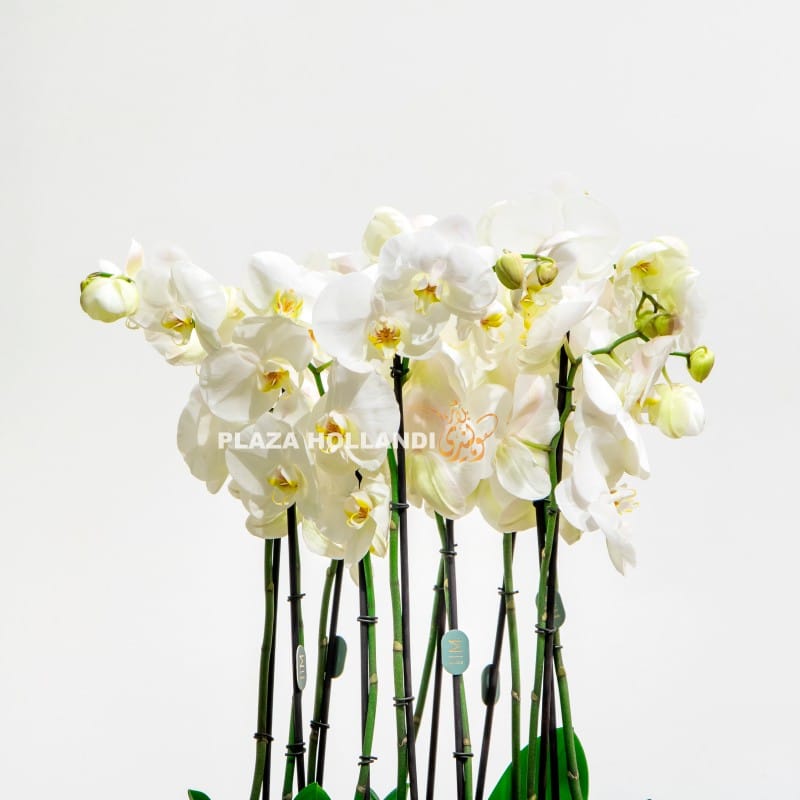 4.2 Close up of orchids