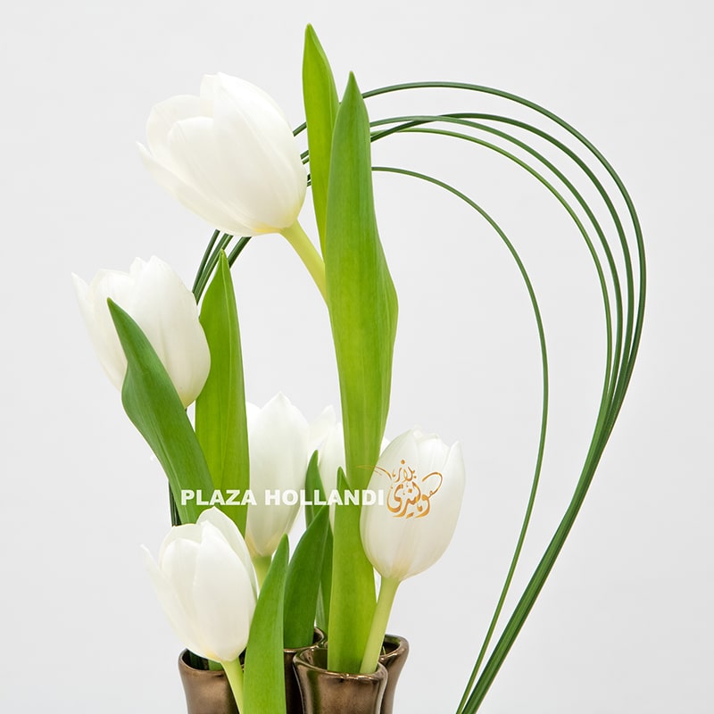 7 close up of tulips