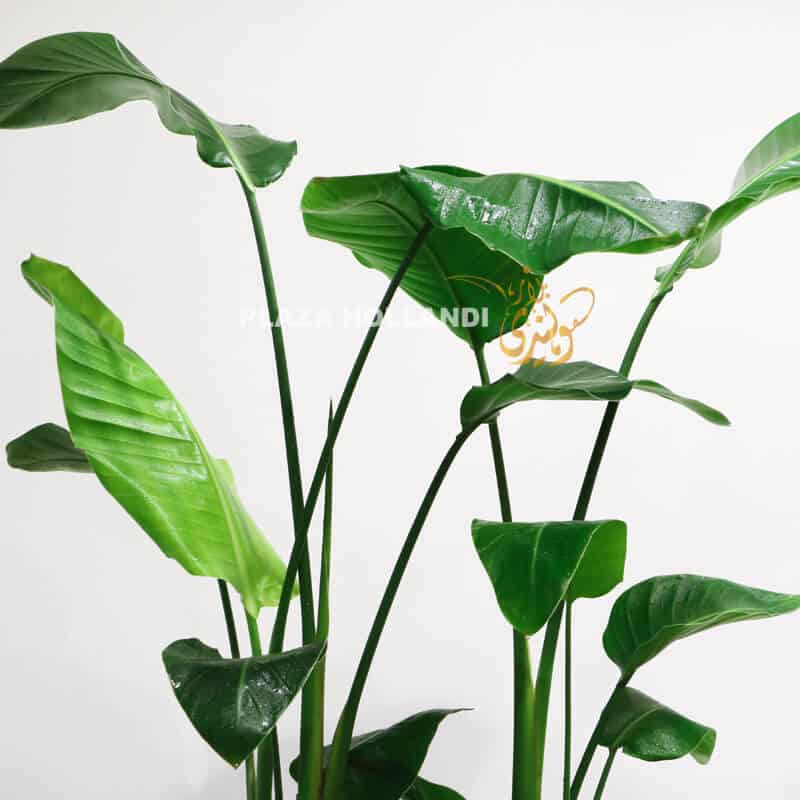 GC 10 Strelitzia plants