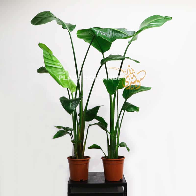 GC 11 two strelitzia plants