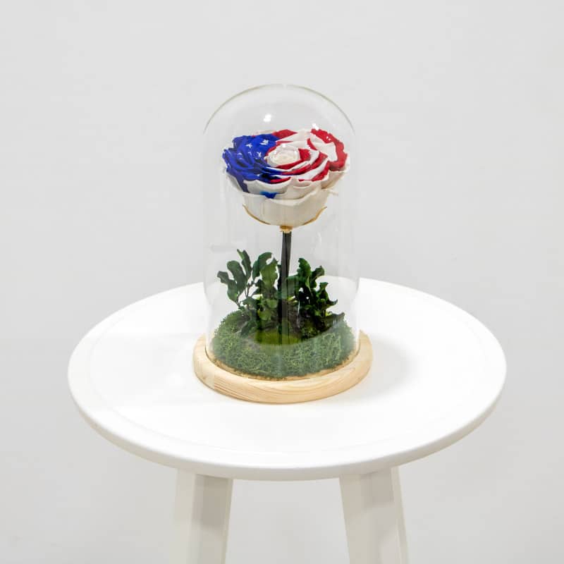 usa USA Colour Preserved Rose