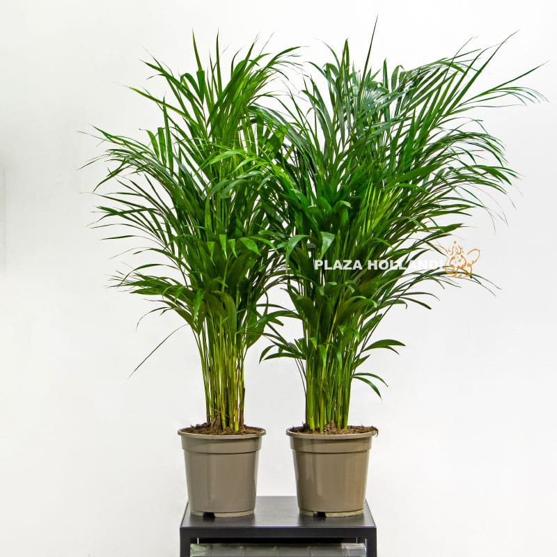 2 Two Areca Palm - Plaza Hollandi