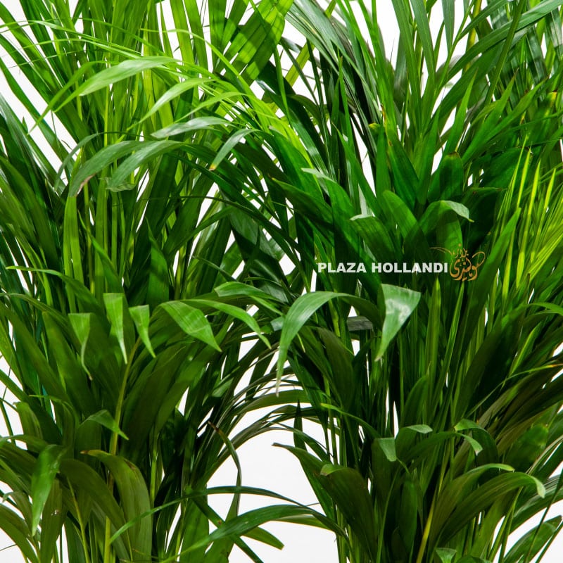 2.1 Two Areca Palm - Plaza Hollandi