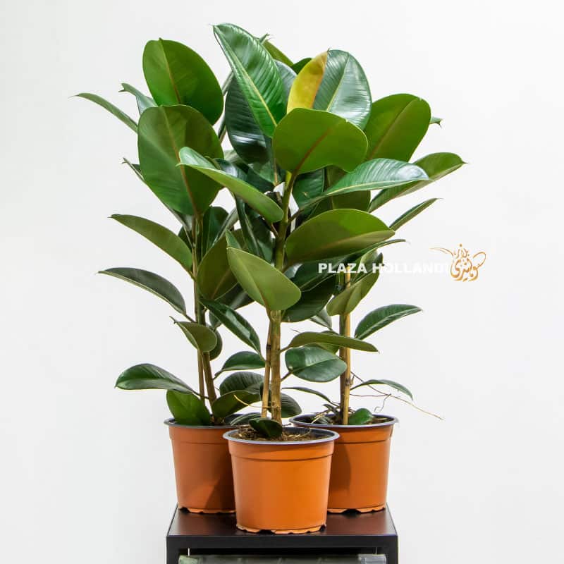 5 Three Rubber fig Plant - Plaza Hollandi