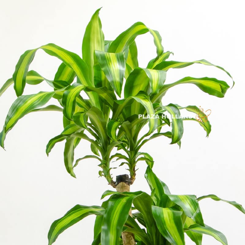 6.2 Dracaena Massangeana - Plaza Hollandi