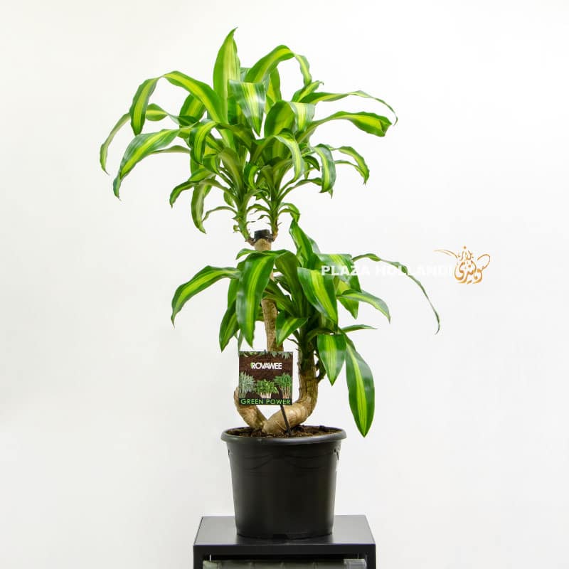 6 Dracaena Massangeana - Plaza Hollandi