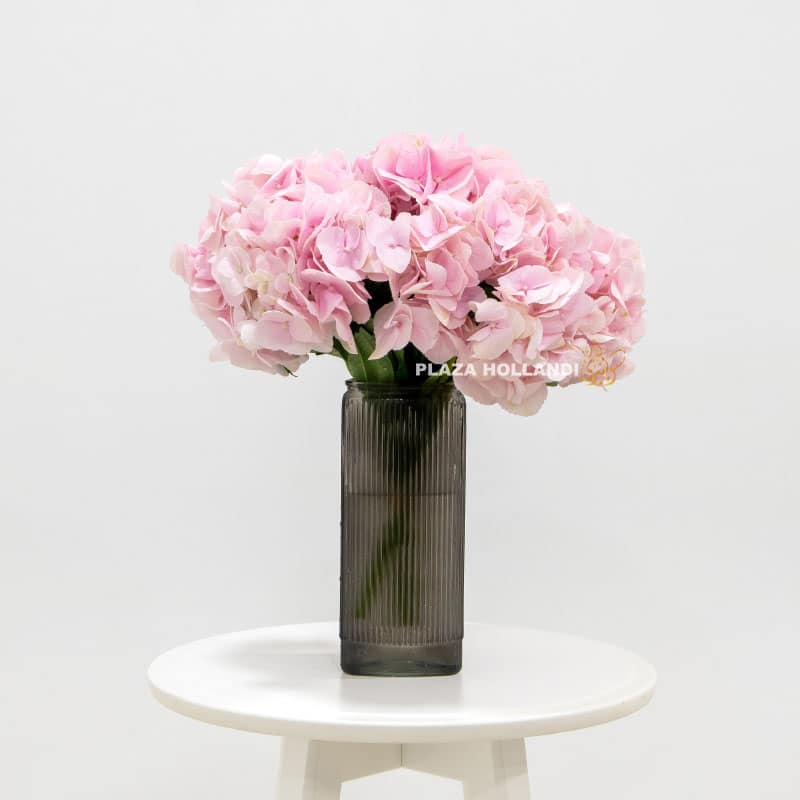 4.2 Just Hydrangea in a vase - Plaza Hollandi