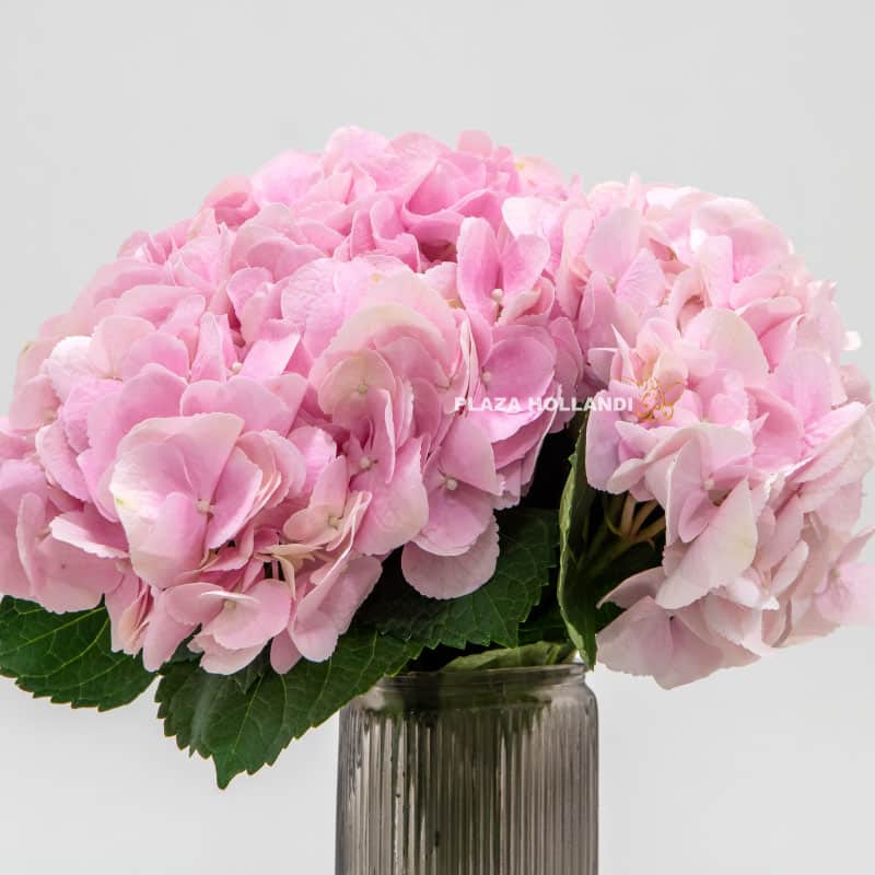 4.3 Just Hydrangea in a vase - Plaza Hollandi
