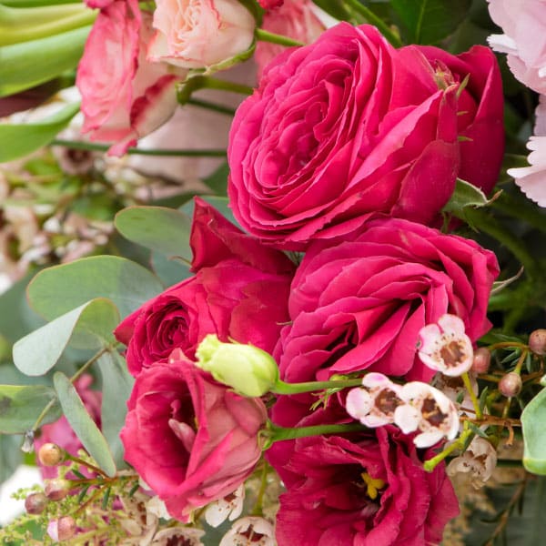 13.4 close of pink eustoma