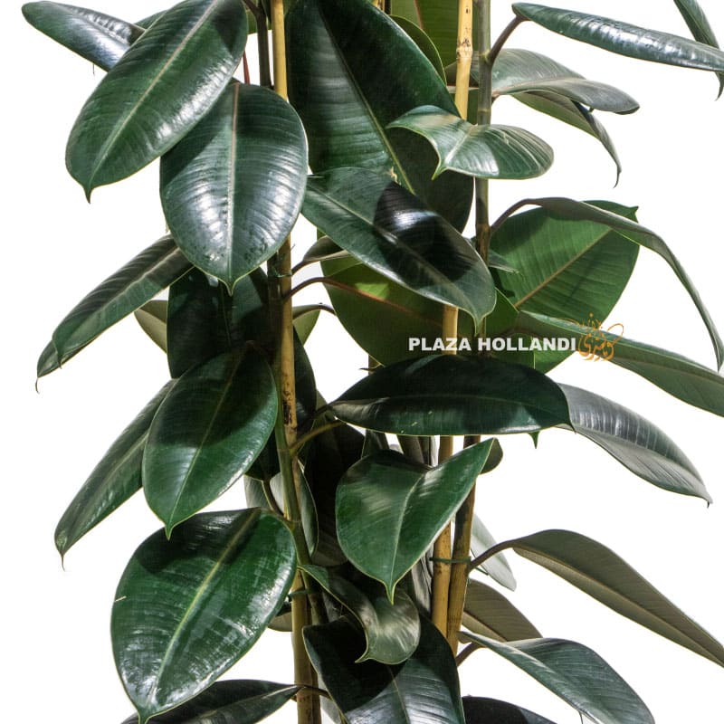 9.1 Rubber tree plant