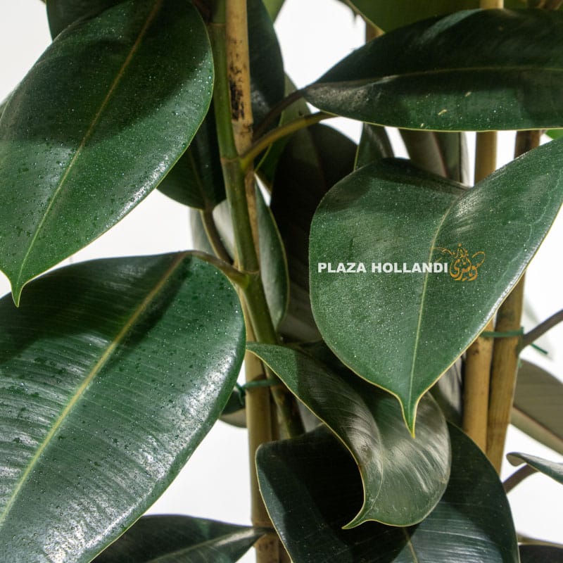 9.3 Close up of Rubber tree plant