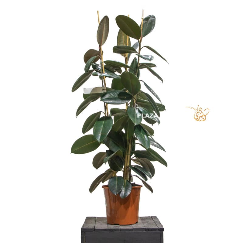 9 Rubber tree plant