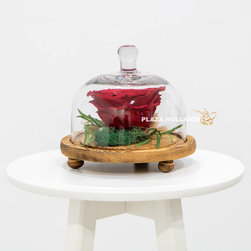 5 Large red preserved rose in a glass cloche