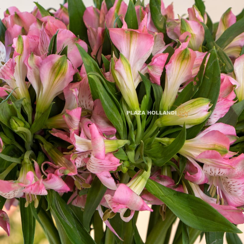 1.3 close up of alstroemeria flowers