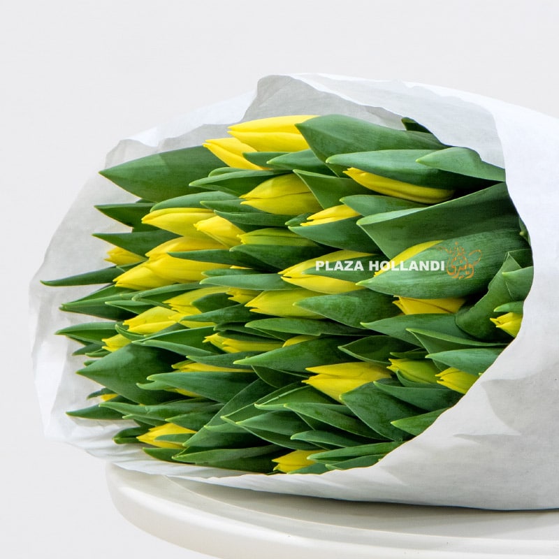 1.2 50 yellow tulips