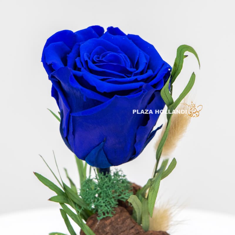 3.3 Close up of preserved blue rose